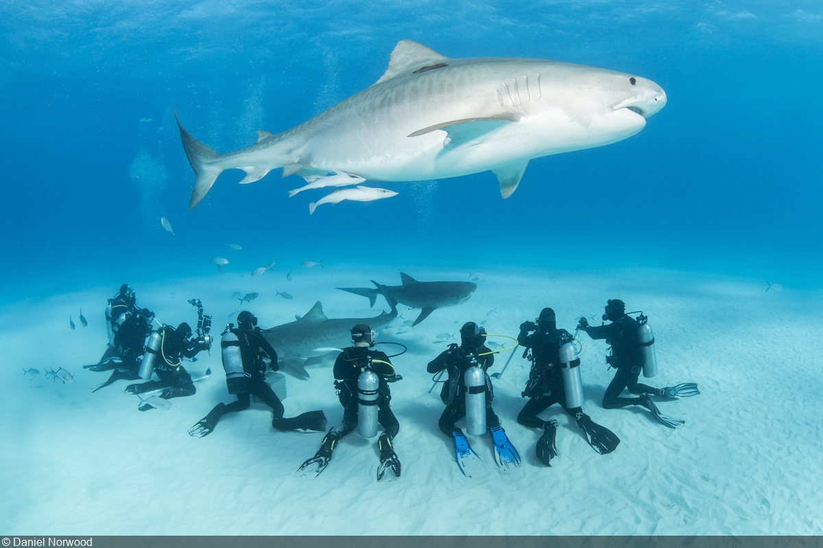 Best Dive Sites for Palau Shark Diving Adventures